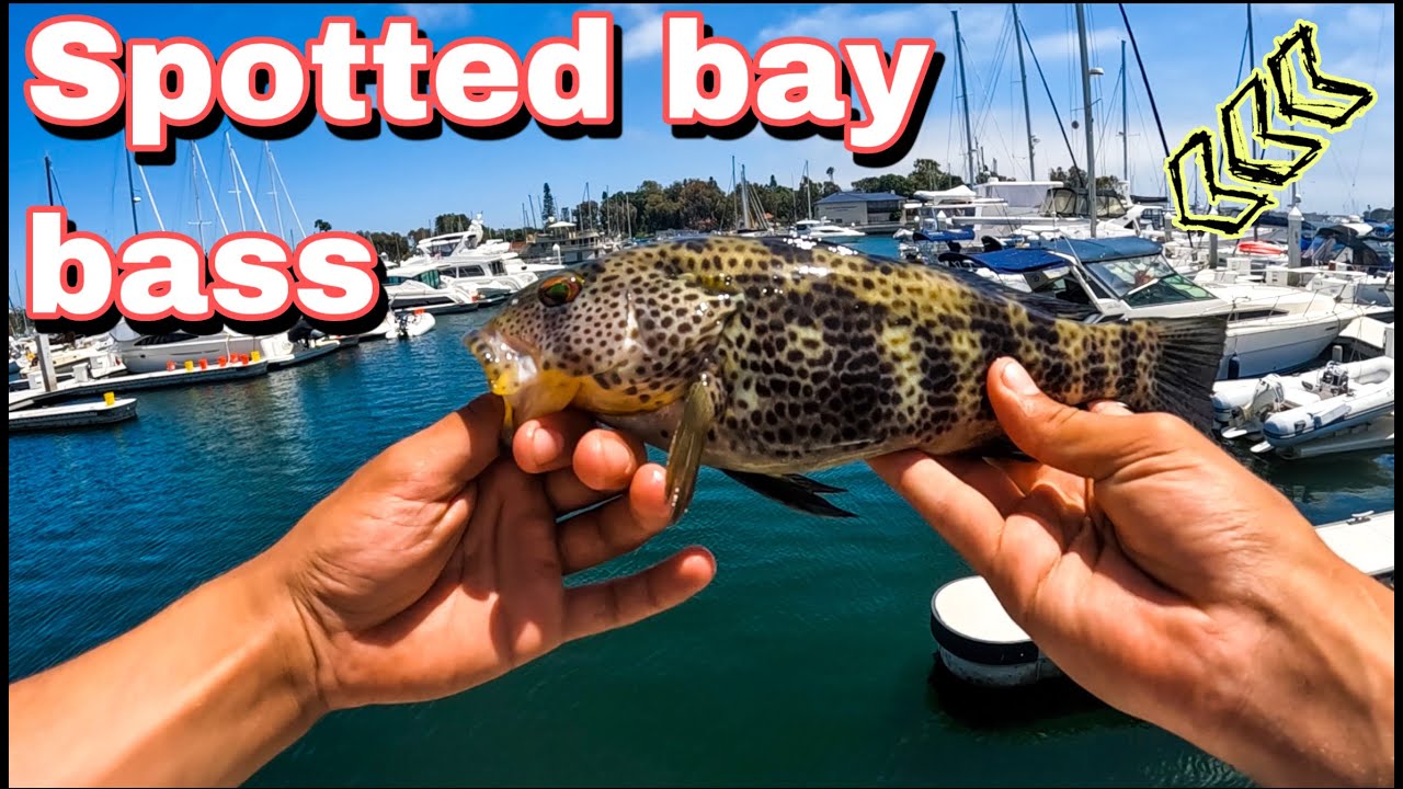 Epic Bite fishing For Spotted Bay Bass And Calico Bass! 