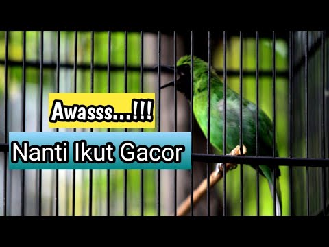 Pancingan Cucak Ijo Biar Gacor Emosi Bongkar Isian