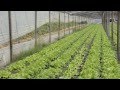 Agricultura Familiar Cap 27. Lisandro Olmos. Horticultura