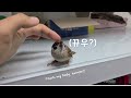 Baby Tree Sparrow 'Bori' likes play with hands! (보리는 손이랑 노는 것을 좋아해요!)