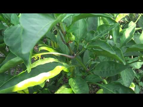 Видео: Pepper Ratunda