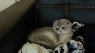 Blue Golden Ticked Scottish Fold by Ellies Cats 1,191 views 5 years ago 36 seconds