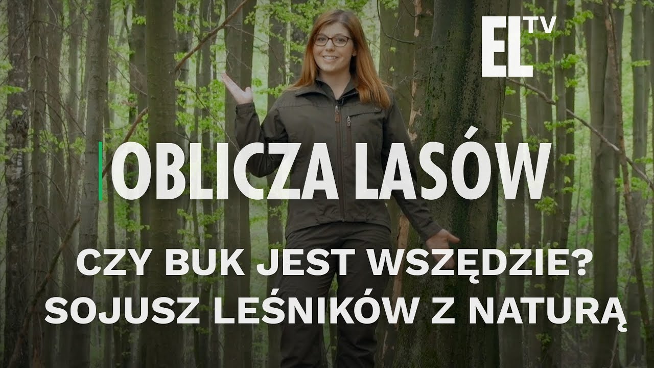 Czy BUK jest wszędzie? Sojusz leśników z naturą | Oblicza lasów #78