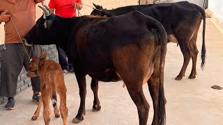 ДУ САР ГОВИ БУКАЧАДОРИ ФУРУШИ ТЛ 011 87 95 95 НАВОРИ ТОЗА  4 сентября 2025 г.