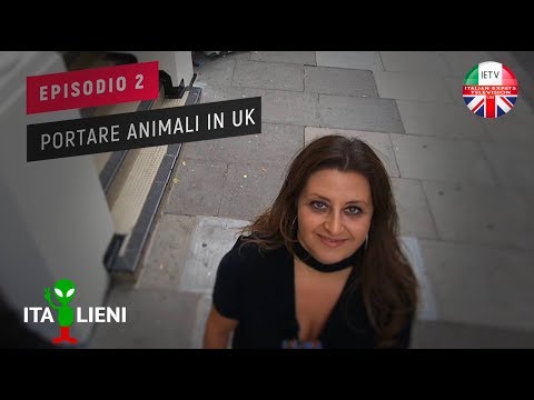 Video: Volare con animali domestici in cabina nel Regno Unito
