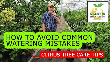How To Water Your Citrus Trees In Containers EXPLAINED!