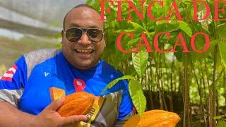 Finca de cacao en barceloneta, Puerto Rico 🇵🇷. (Finca Semila)