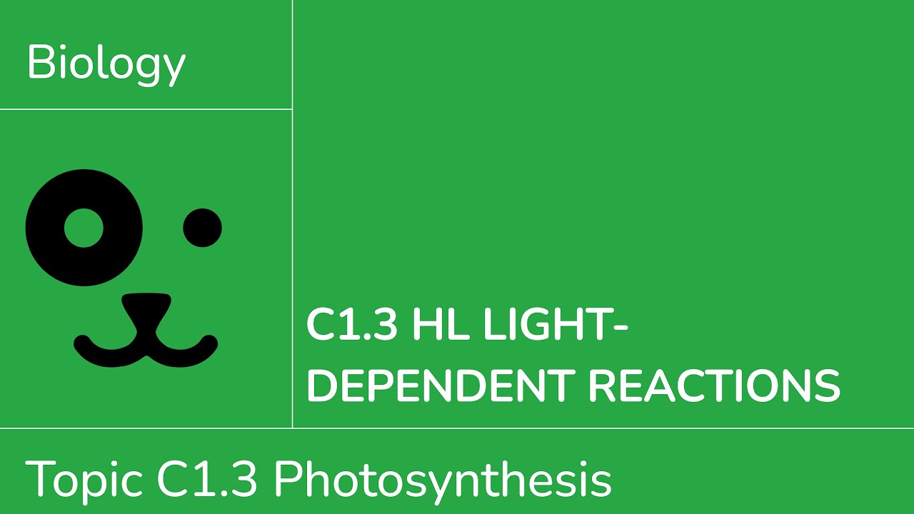 C1.3 HL Light Dependent Reactions [IB Biology HL]