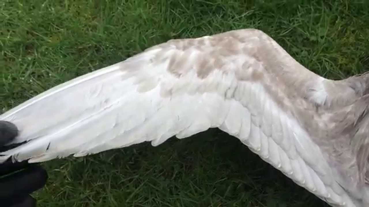 Bird Wing Anatomy - Underside - YouTube