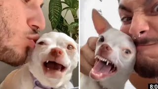 FUNNY DOGS OF TIKOK MREVIATAR NIKI CHIHUAHUA/CHIHUAHUA 2022 /MAKE YOU LAUGH/LOUIS OZERI