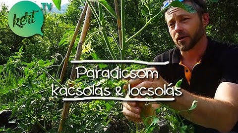 Paradicsom kacsolás