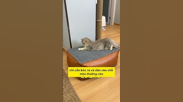 Giải Pháp Chống Mèo Cào Sofa Hiệu Quả! #fyp #pet #cat #dog #cute