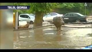 Chaos and panic: Deadly floods bring fear over escaped zoo animals