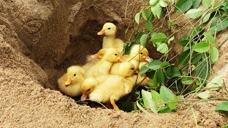 🐤🐤🐥Rescue 10 CUTE Duckling bring them to stay with rabbit's house