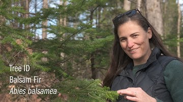 Tree Identification - Balsam Fir [Conifer Series]