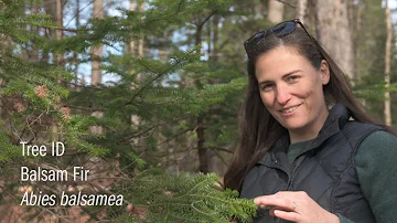 Is a balsam fir deciduous or coniferous?