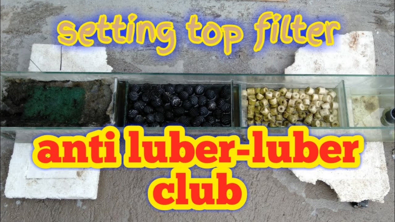 Cara setting top filter aquarium arwana agar tidak luber YouTube