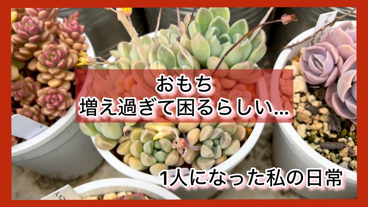 多肉植物]おもち…増え過ぎて困るらしい…^_^1人になった私の戯言 - YouTube