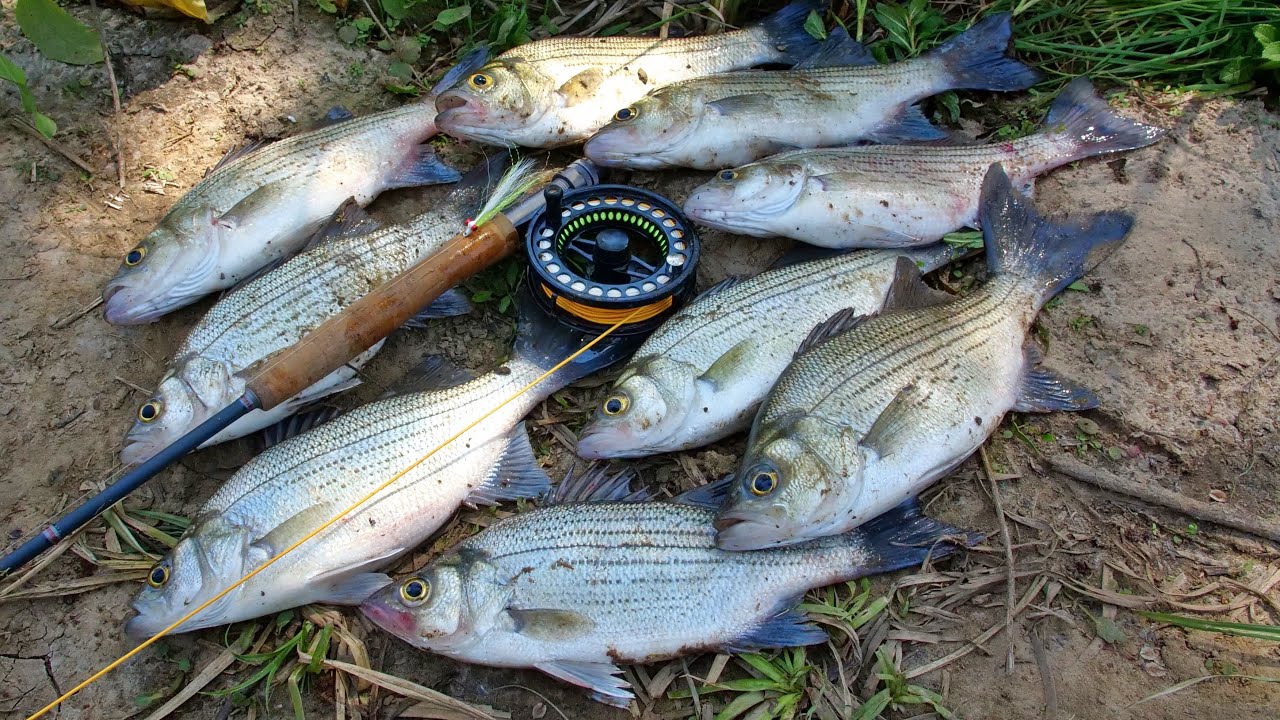 White Bass Fly Fishing Madness! 