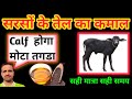 सरसों के तेल से गाय/भैंस का बच्चा होगा मोटा तगडा💪कटडा कटडी को कैसे मोटा तगडा करें#calf#animals#bhans