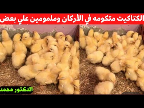 اليوم الثالث الكتاكيت متكومه وملمومين علي بعض في الاركان الحل مع دكتور