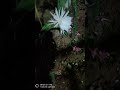 beautiful queen in night