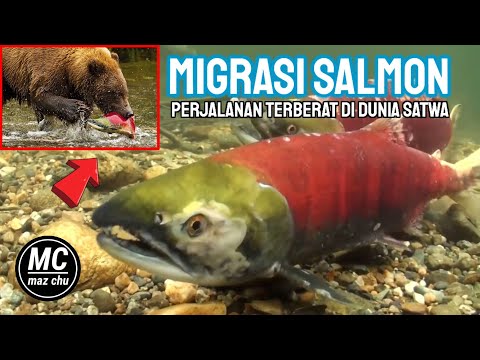 Video: Cara Pengambilan Salmon Merah Jambu