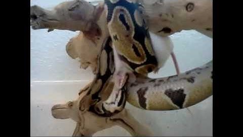 Ball python vs. rat - Live feed - KILLS & EATS while hanging from branch prt 2