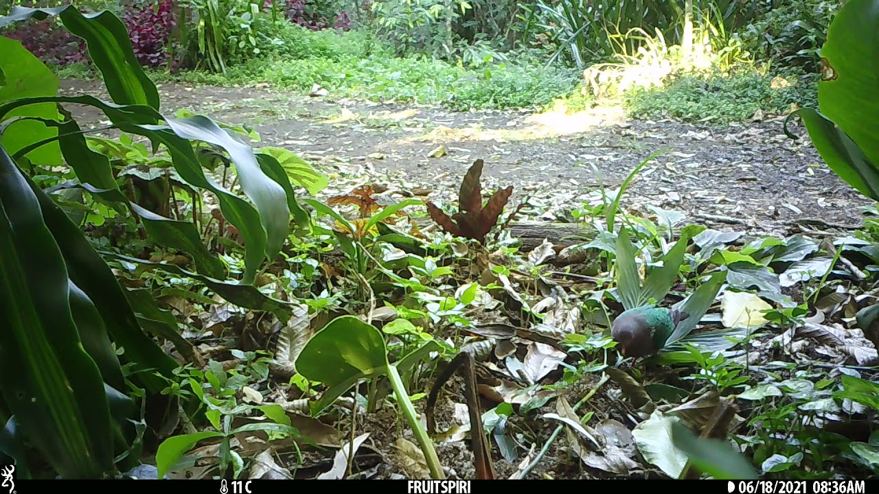 Chalcophaps indica "Emerald Dove" "Green-winged Pigeon" pigeons