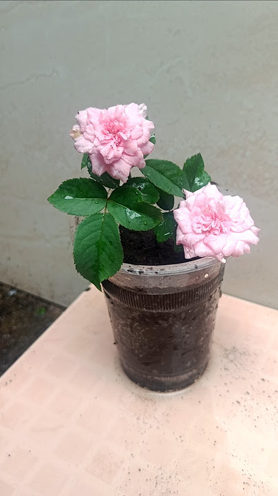 Try to propagate rose plant #shorts #youtubeshorts #rose #roses #growroseplant #plants