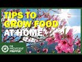 Take control of your food supply and grow food at home