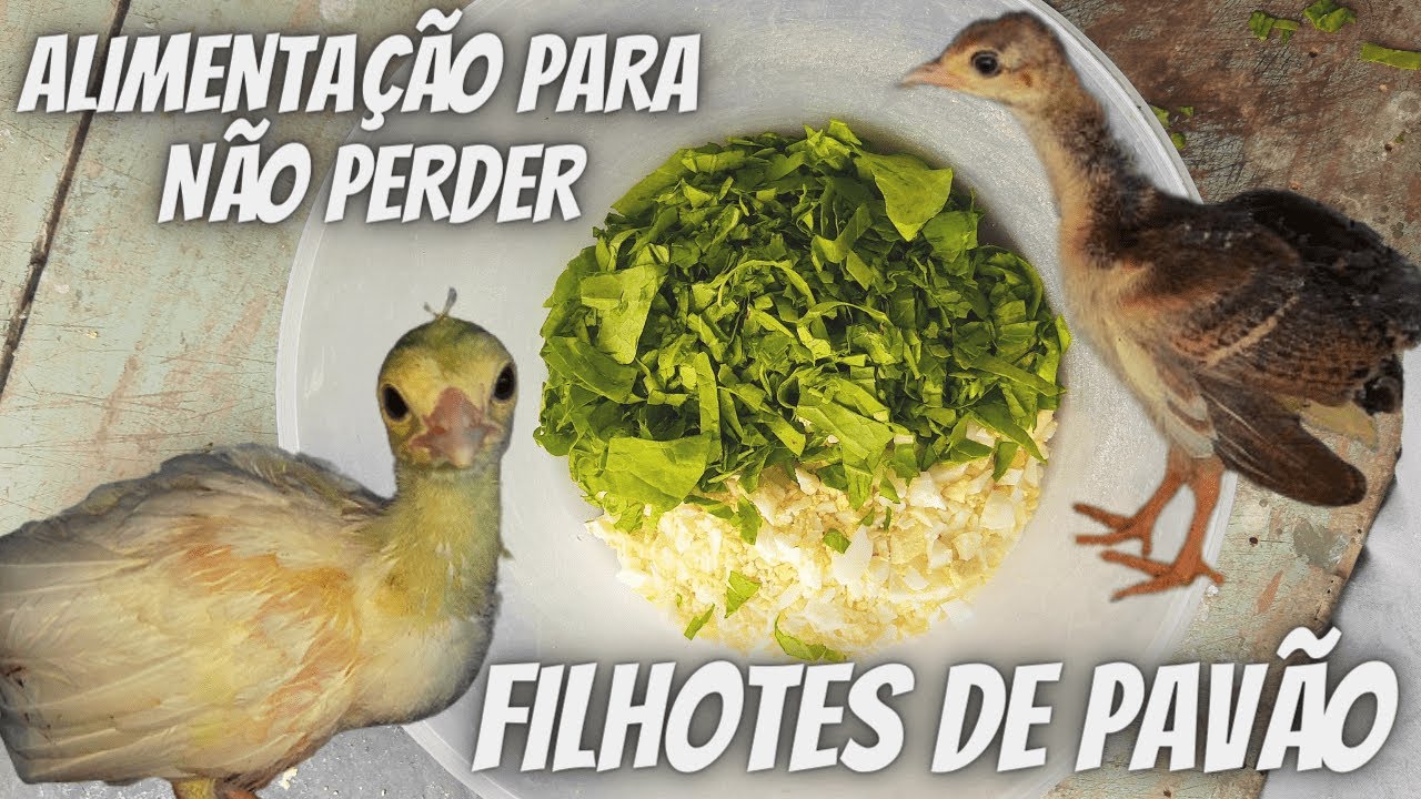 Melhor Alimento para os Filhotes de Pavão e Faisão