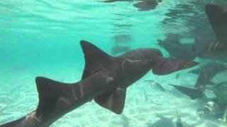 Swimming with Nurse Sharks in the Exuma Cays, Bahamas