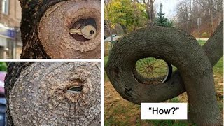 Times People Saw Trees ‘Devouring’ Random Objects