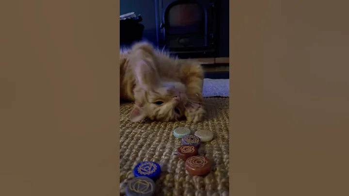 Fudge choosing crystals! #cats #catvideos #cute #c...