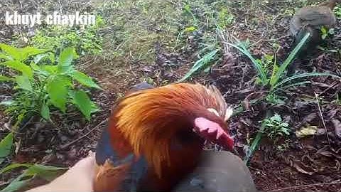 Bẫy gà rừng mới nhất.  14/12/2022