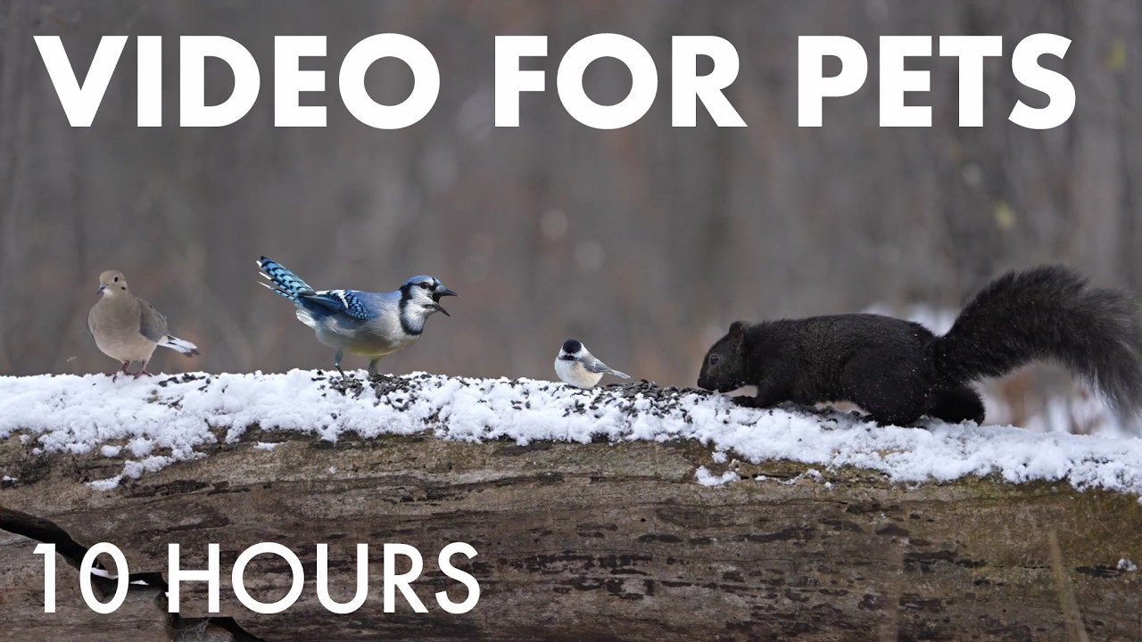 Relaxing Cat TV for Pets and People 🐱 - Birds and Squirrels in a Snowy Forest - Feb 23, 2026