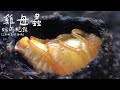 (金龜子幼蟲?) 雞母蟲 - 縮時紀錄 (三齡幼蟲-前蛹-蛹) / Time Lapse of Scarabs Metamorphose (Grubs)