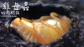 (金龜子幼蟲?) 雞母蟲 - 縮時紀錄 (三齡幼蟲-前蛹-蛹) \/ Time Lapse of Scarabs Metamorphose (Grubs)