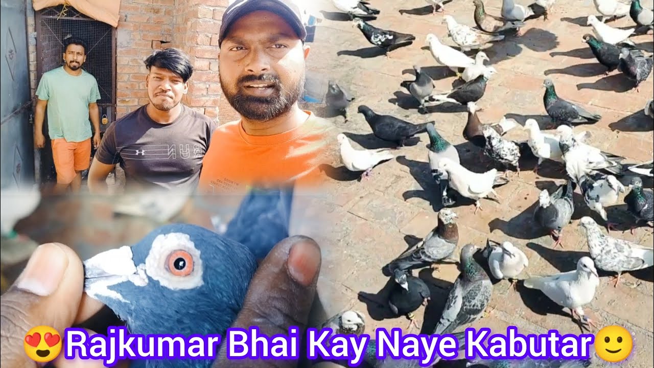 😍Rajkumar Bhai Kay Naye Kabutar🙂#pigeon #kabootarbazi #kabutar # ...