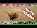 Suara Masteran Burung Pleci Nembak Kasar Pedas Om Plecimania Omkicau(.mp3 .mp4) Mp3 - Mp4 Download