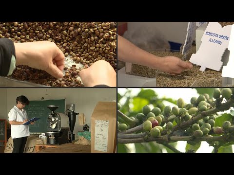 بن روبوستا الفيتنامي قد ينافس أرابيكا بفضل التغي ر المناخي 