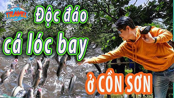 Độc đáo cá lóc bay ở Cồn Sơn, Cần Thơ | Du lịch miền Tây