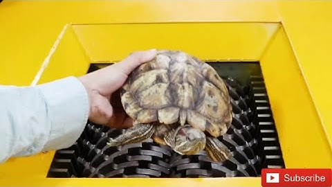 Turtle VS Shredder! Test the hardness of the turtle shell. It lets people release the pressure