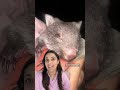 How wildlife rescuers found wombat joey Hope after mother was mowed down