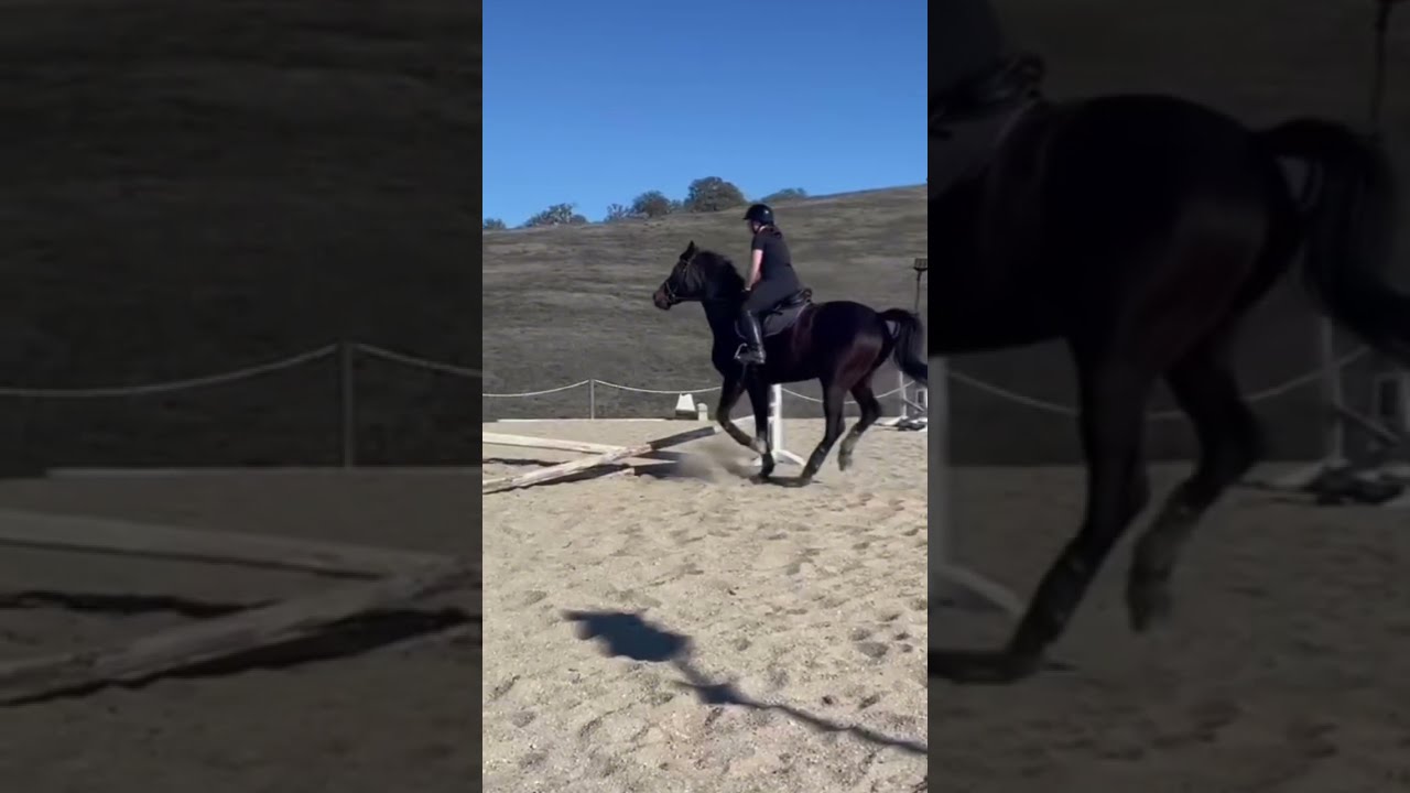 Couldn T Decide Which To Post So I Posted Both Shorts Equestrianculture Trending Equitation