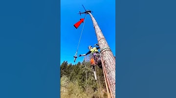How to cut down trees using a helicopter #shortsvideo