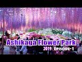 Ashikaga flower park at night  wisteria festival 2019 episode1 4k 