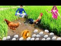 चावल के खेत मुर्गी अंडे की खेती Rice Field Chicken Farming Comedy Video Hindi Kahaniya Comedy Video