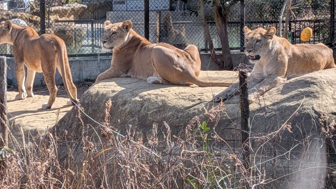 2026.02.08 とくしま動物園　サッシュちゃん